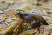 Young Common frog (Rana temporaria) froglet  having left the water with a stump of its tail remaining, Spain