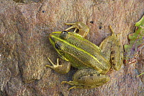 Western marsh frog (Rana perezi) on rock, Spain