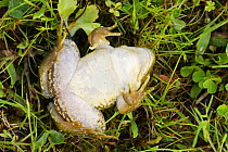 Western marsh frog (Rana perezi) on its back showing underside, Spain
