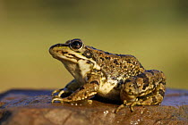 Western marsh frog (Rana perezi) sitting on rock, Spain
