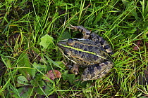 Western marsh frog (Rana perezi) on grass, Spain