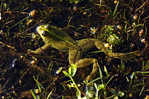 Western marsh frog (Rana perezi) swimming, Spain