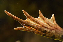 Western marsh frog (Rana perezi), close-up of webbed foot of back leg, Spain