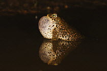 Natterjack toad (Bufo calamita) calling, Spain