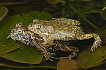 Natterjack toads (Bufo calamita) mating, Spain