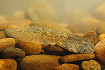 Midwife toad (Alytes obstetricans) tadpole, Spain