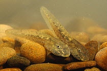 Midwife toad (Alytes obstetricans) tadpoles, Spain