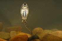 Midwife toad (Alytes obstetricans) tapole swimming, Spain