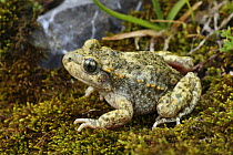 Midwife toad (Alytes obstetricans) sitting on moss, Spain