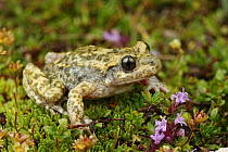 Midwife toad (Alytes obstetricans), Spain