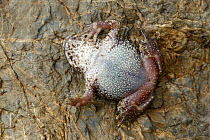Midwife toad (Alytes obstetricans) on its back showing its underside on a rock, Spain