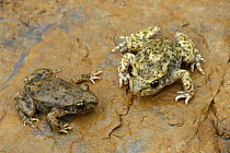 Two Midwife toads (Alytes obstetricans) on rock, Spain
