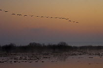 Common cranes (Grus grus) flying in formation at sunrise, Hornborgasjön Lake, Sweden