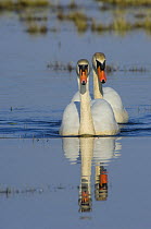Two Mute Swans (Cygnus olor), Hornborgasjön Lake, Sweden