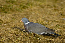 Wood pigeon (Columba palumbus), Lake Hornborgasjön, Sweden
