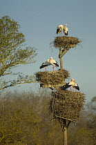 Pairs of White storks (Ciconia ciconia) on their nests (artificial), Aiguamolls de l'Emporda Natural Park, Girona, North Spain