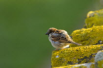 Male Common / House Sparrow (Passer domesticus), Aiguamolls de l'Emporda Natural Park, Girona, North Spain