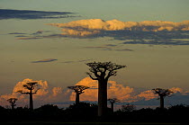 Baobab trees (Andasonian grandidieri) in Baobabs Avenue, Near Morondava, West Madagascar
