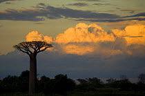 Baobab (Andasonian grandidieri) in Baobabs Avenue, Near Morondava, West Madagascar