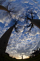 Looking up at Baobabs (Andasonian grandidieri) on Baobabs Avenue, Morondava, West Madagascar