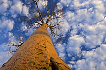 Looking up at Baobab (Andasonian grandidieri) on Baobabs Avenue, Morondava, West Madagascar