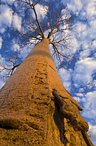 Looking up at Baobab (Andasonian grandidieri) on Baobabs Avenue, Morondava, West Madagascar