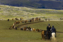 Icelandic horses and riders, riding near Landmannalaugar, Iceland