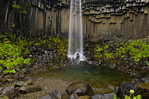 Svartifoss waterfall and basalt rock columns in Skaftafell National Park, Iceland