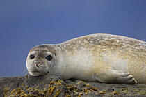 Common seal (Phoca vitulina) on rock, South Iceland