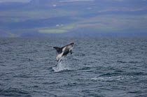 White-beaked dolphin (Lagenorhynchus albirostris) breaching, Husavik, north Iceland