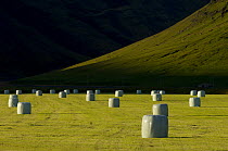 Hay bales wrapped up in fields near Vik, South Iceland