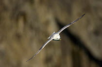 Fulmar (Fulmarus glacialis) in flight, south coast of Iceland