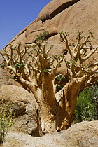 Namibian grape tree {Cyphostemma juttae} in Spitzkoppe granite mountain, Damaraland, Namibia