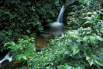 Waterfall in rainforest, Monteverde Cloud Forest Reserve, Costa Rica