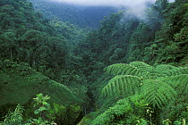 View of the rainforest, Bajos del Toro, Costa Rica