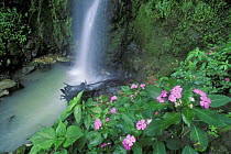 Little waterfall in the Monteverde Cloud Forest Reserve, Costa Rica