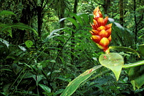 Spiral Ginger flower (Costus pulverulentus) in the rainforest, Monteverde Nature Reserve, Costa Rica