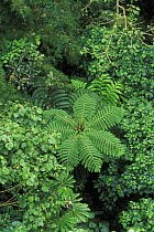 Tree fern and tropical vegetation, Monteverde Nature Reserve, Costa Rica