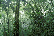 Cloud forest with low cloud cover, Santa Elena Nature Reserve, Costa Rica