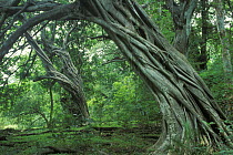 Strangler fig roots growing up trees in Dry forest in Guanacaste, Costa Rica