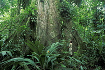 Buttress roots of giant tree with man for size comparison, Tortuguero NP, Costa Rica