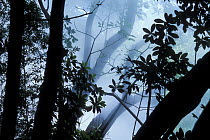 Misty morning in the tropical forest, Rincon de la Vieja NP, Costa Rica