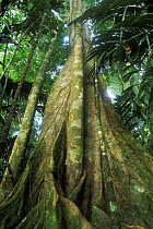 Buttress roots of giant tree in rainforest, Tortuguero NP, Costa Rica