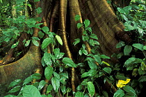 Foot of giant tree in the rainforest, Santa Elena Nature Reserve, Costa Rica