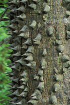 Tree trunk covered with spines, typical of dry forest, Guanacaste, Costa Rica