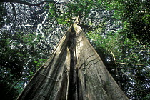Low angle shot up trunk of tall Kapok tree (Ceiba pentandra), Tortuguero NP, Costa Rica