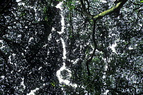 Low angle shot looking up through canopy showing crown shyness / gaps between trees , Tortuguero NP, Costa Rica