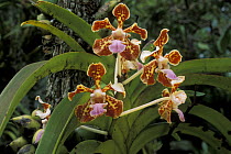 Epiphytic orchids in botanical garden, Costa Rica