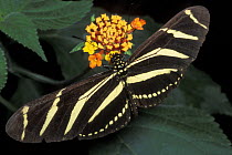 Zebra longwing butterfly (Heliconius charithonia), Costa Rica