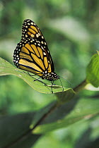 Monarch butterfly (Danaus plexippus) on leaf, Costa Rica